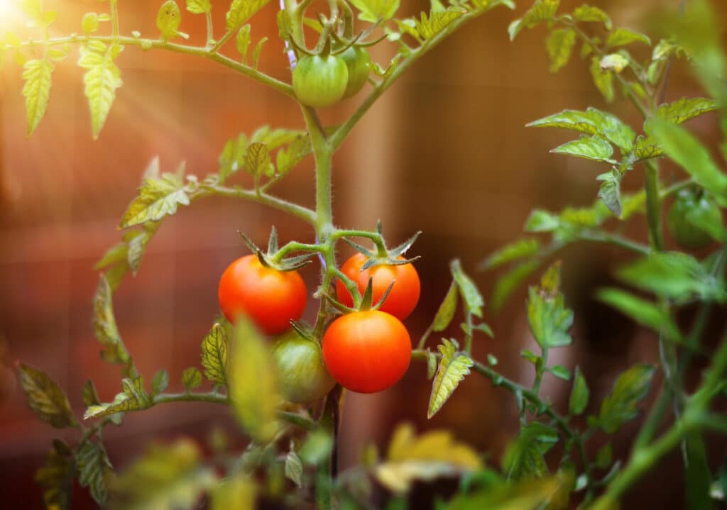 Tomater i trädgården är en av alla växttrender